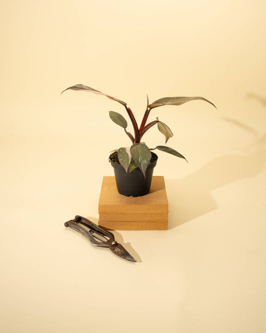 4" Philodendron Red Anderson 'Pink Knight'