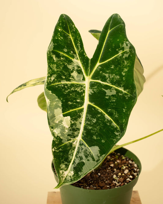 6" Variegated Alocasia 'Frydek'