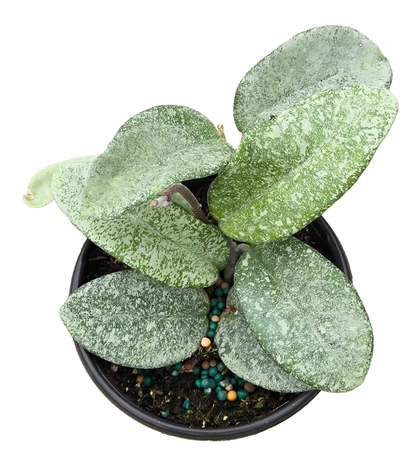 Hoya Nova Ghost 4 inch Grower Pot
