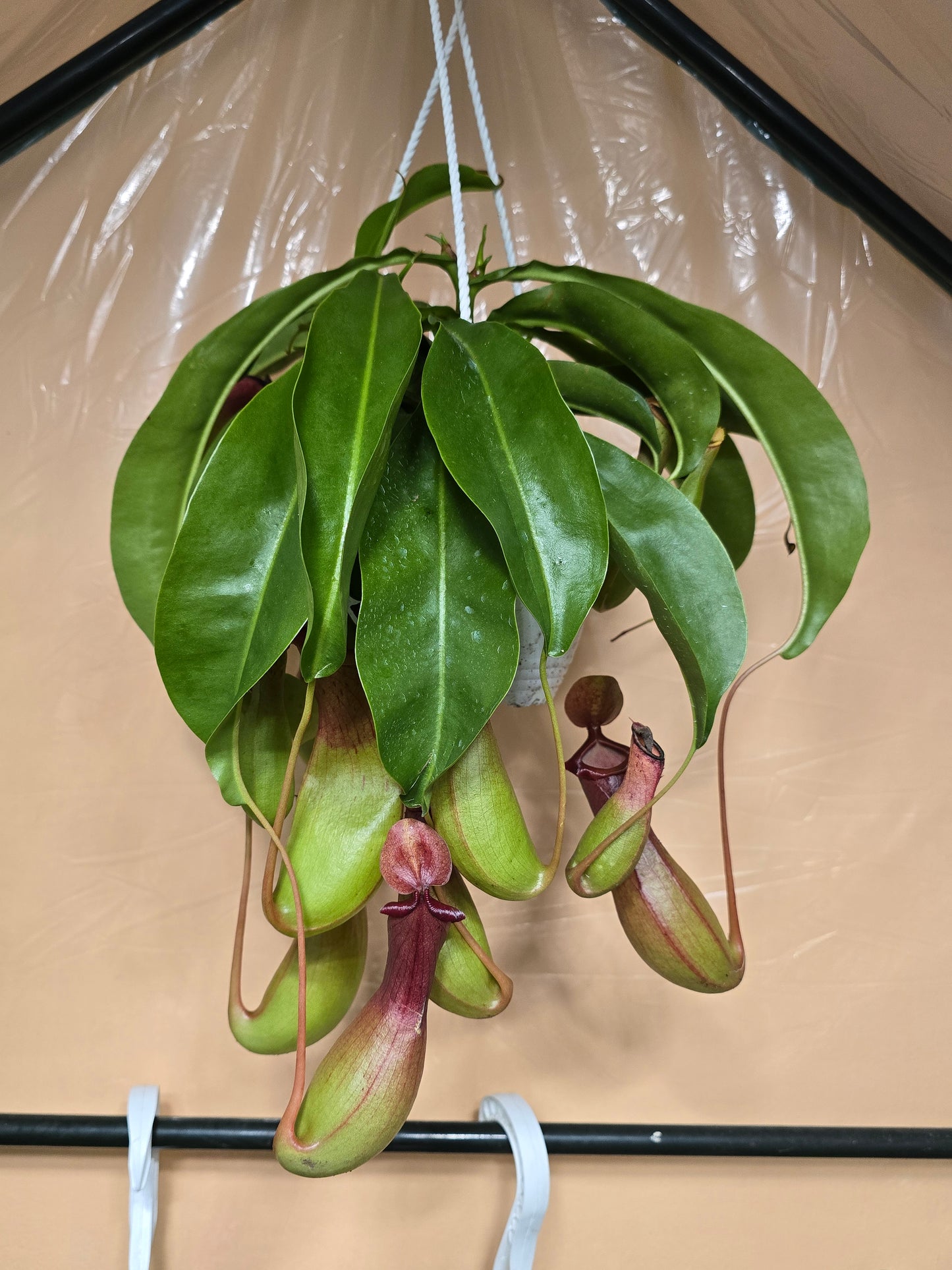 Nepenthes Pitcher Plant – Tropical Carnivorous Hanging Basket | 6″