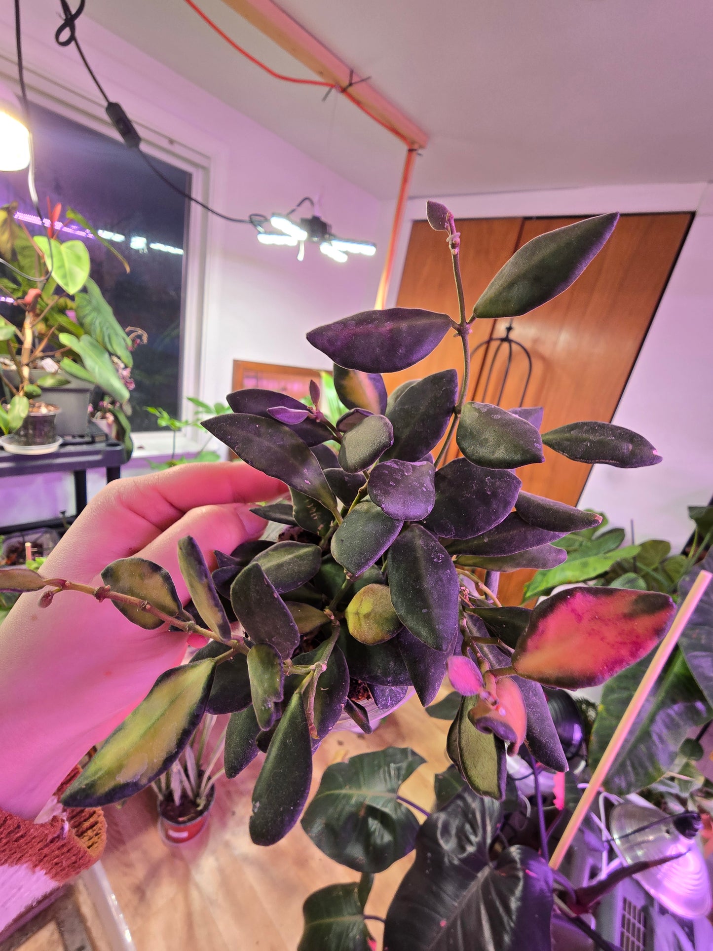 Hoya burtoniae (DS-70) – Fuzzy Trailing Wax Plant | 3″ Pot