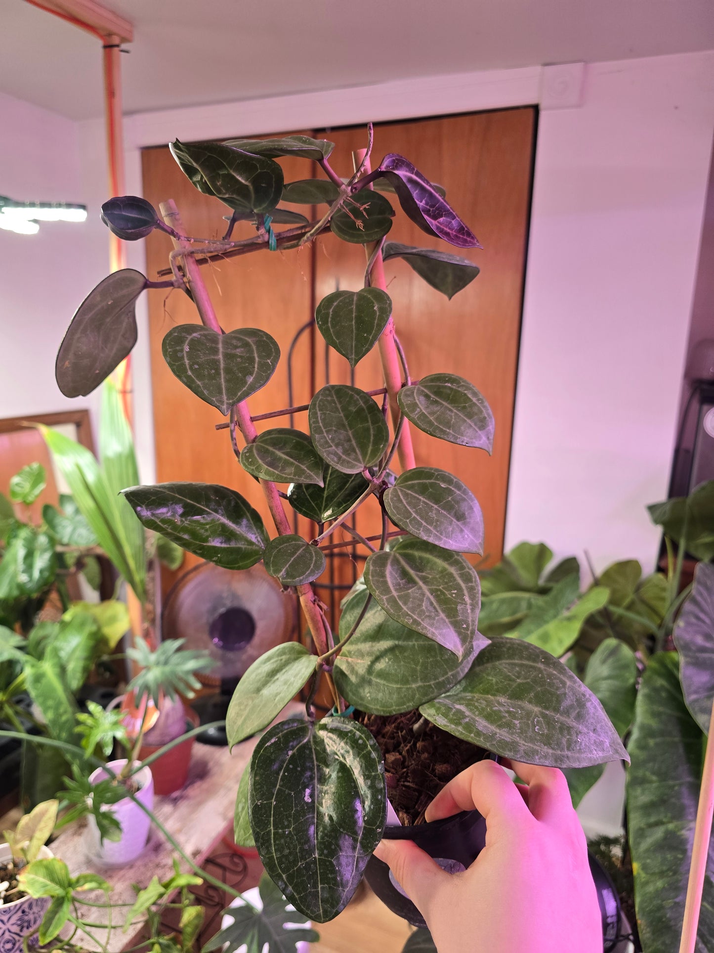 Hoya ‘Sarawak Splash’ – Rare Splash Variegated Wax Plant | 4″ Pot