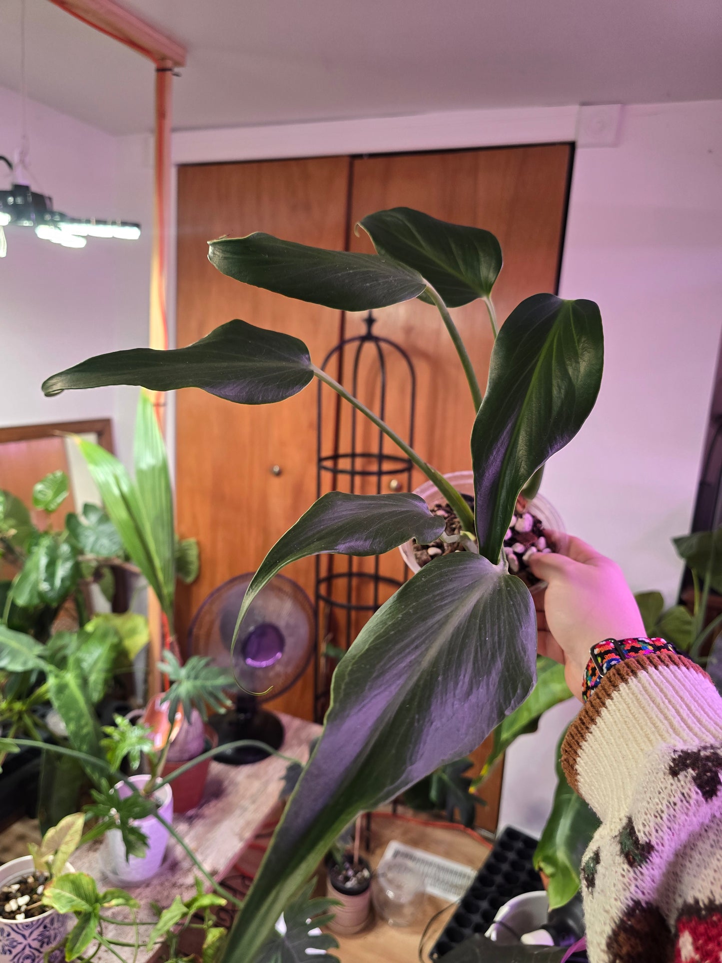 Philodendron ‘Burle Marx Flame’ – Rare Collector Philodendron | 4″ Pot