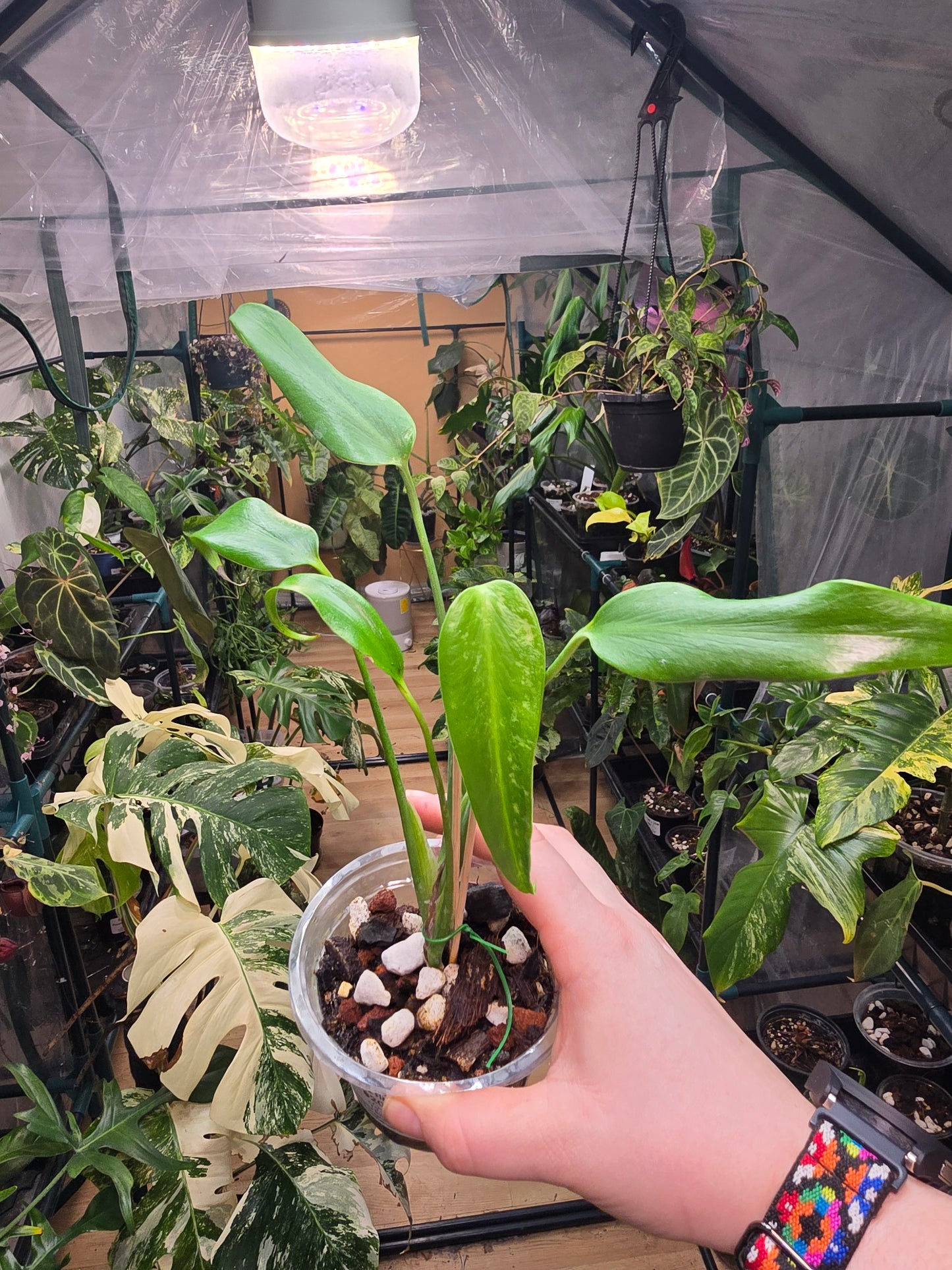 Philodendron ‘Burle Marx Flame’ – Rare Collector Philodendron | 2″ Pot