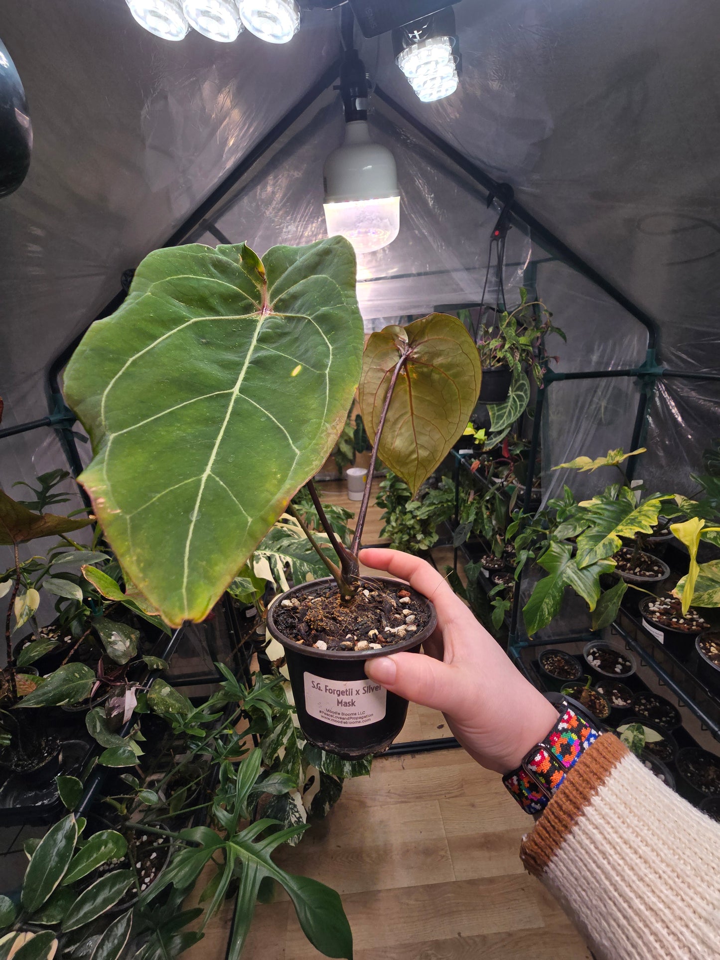 Anthurium forgetii × Silver Mask – Rare Hybrid Anthurium | 3″ Pot