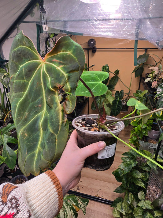 Anthurium Minahasa × Blue Pap – Rare Hybrid Anthurium | 3″ Pot