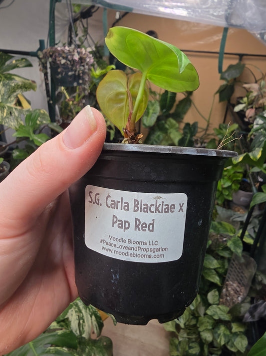 Anthurium Carla Blackiae × Pap Red – Rare Hybrid Anthurium | 3″ Pot