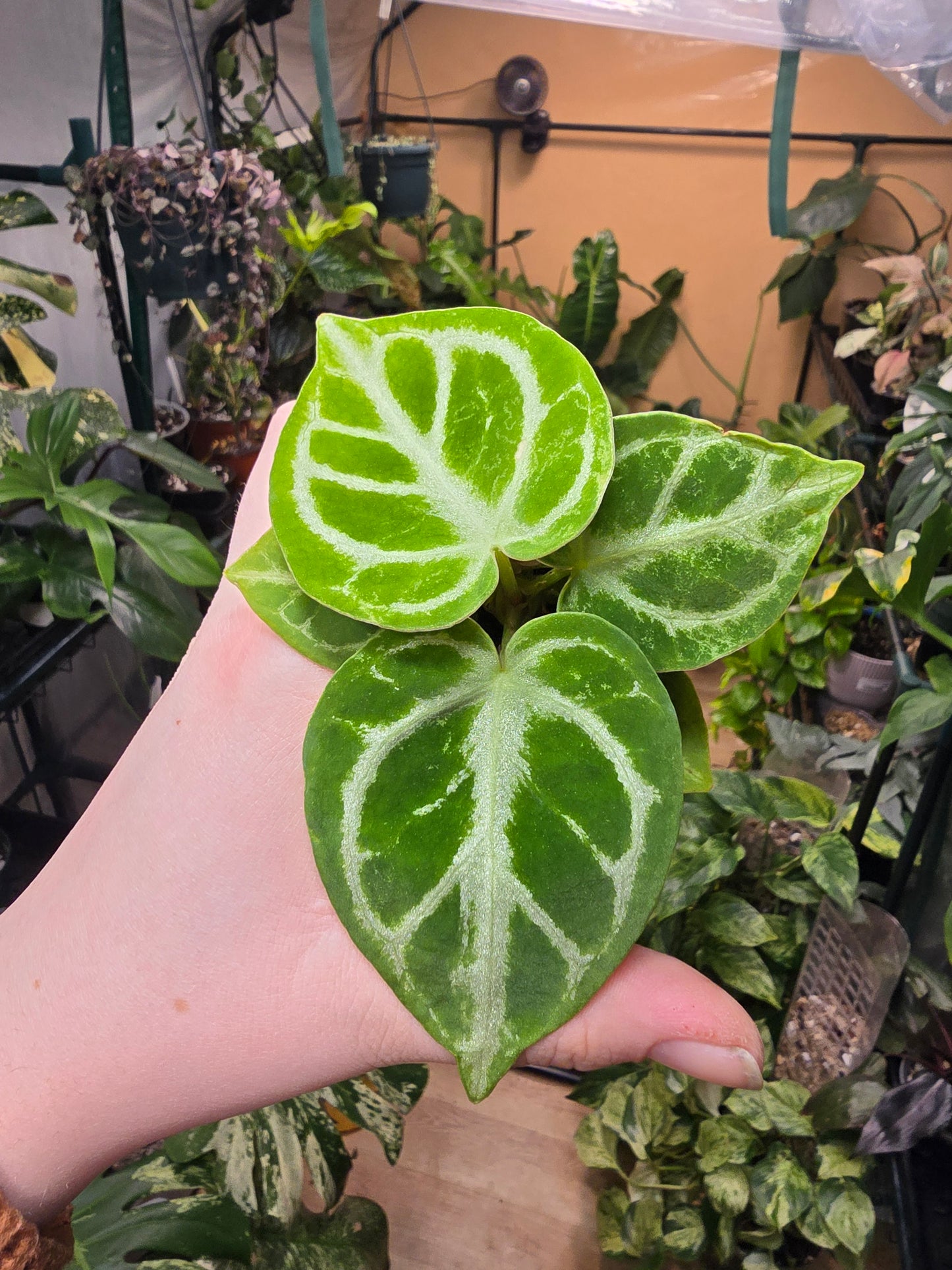 Anthurium dorayaki – Rare Collector Anthurium | 1″ Pot