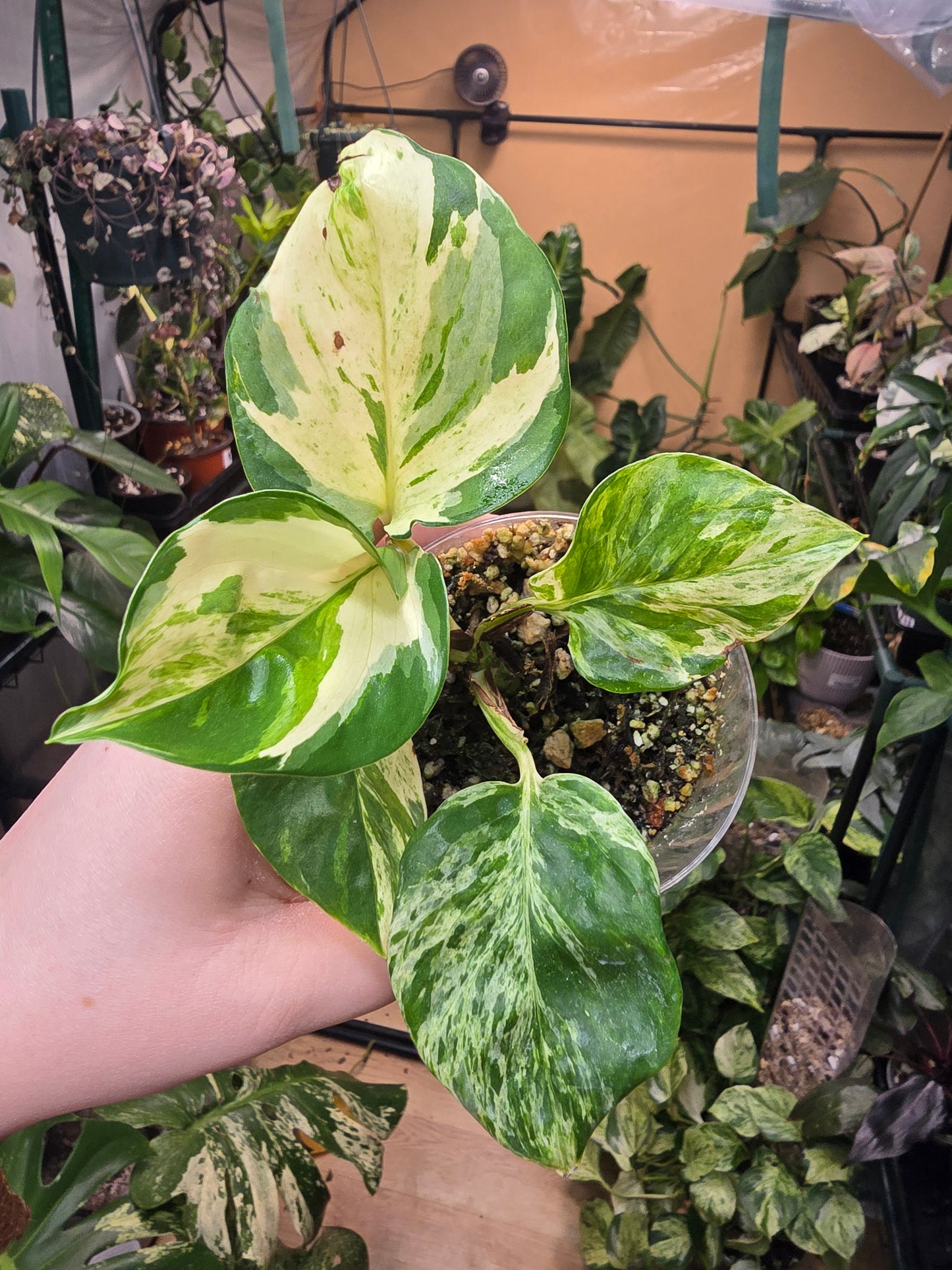 Manjula Pothos – Variegated Easy-Care Houseplant | 2″ Pot (Moodie Propagation)