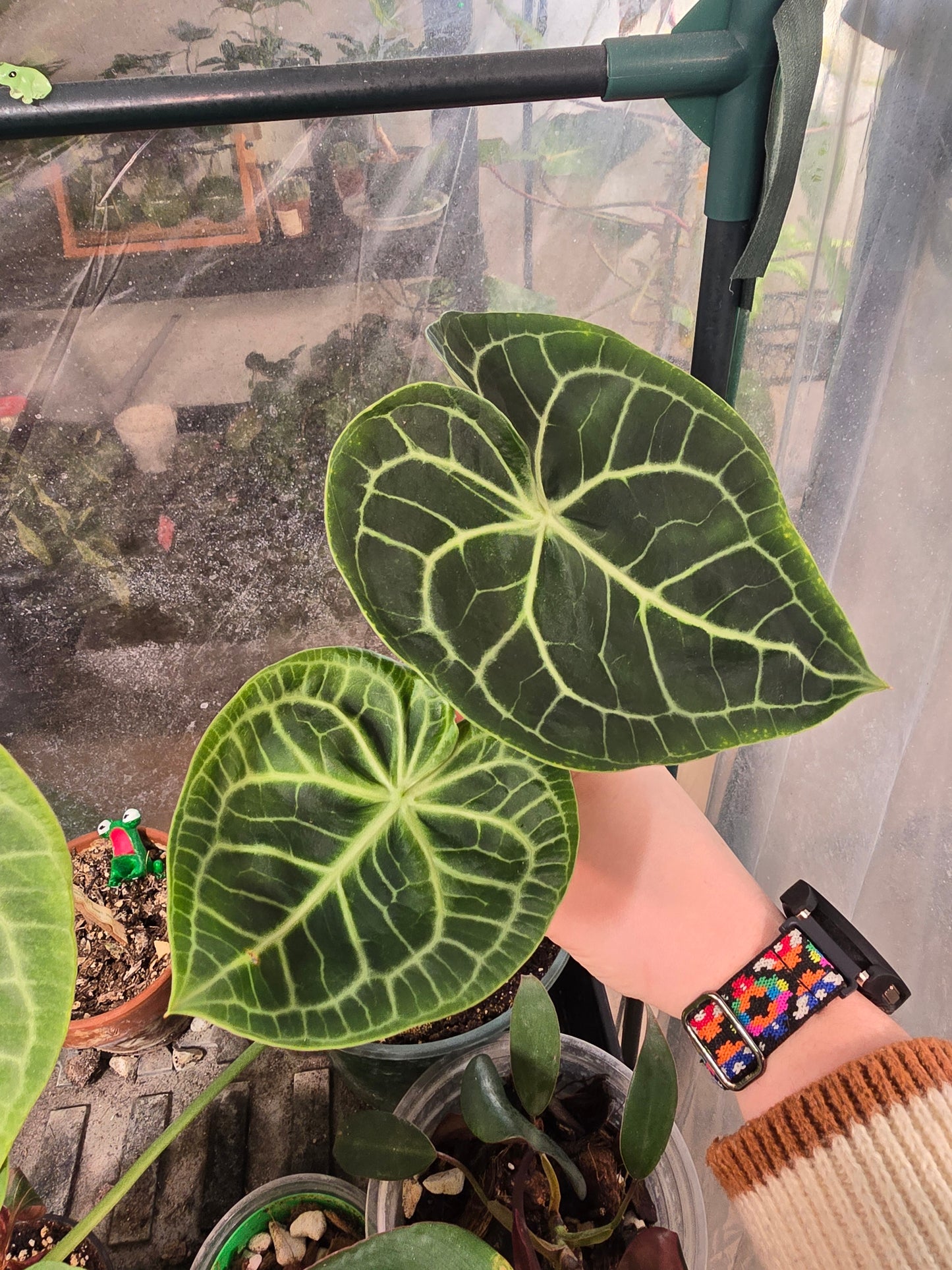 Anthurium clarinervium – Velvet Veined Collector Anthurium | 6″ Pot