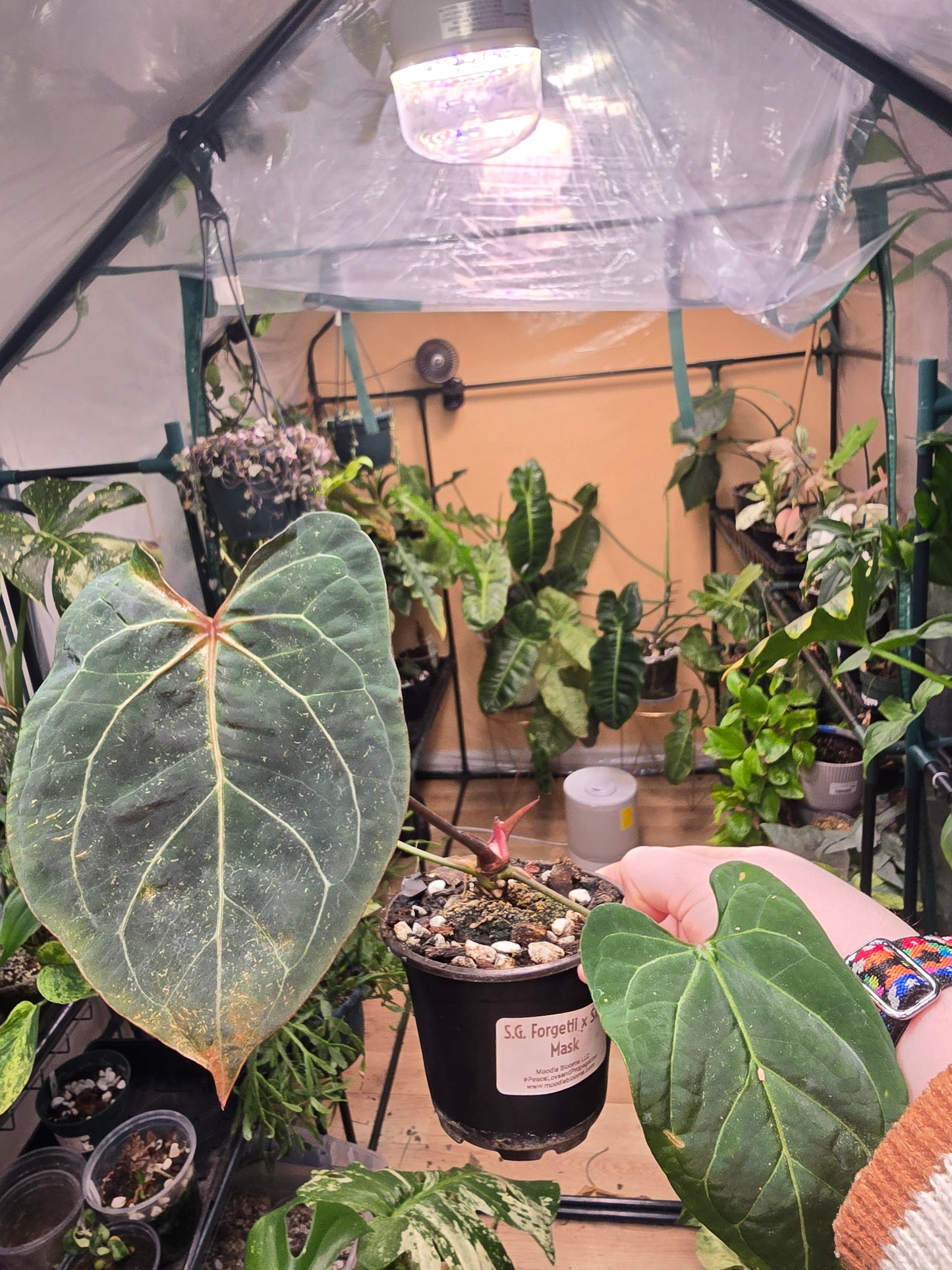 Anthurium forgetii × Silver Mask – Rare Hybrid Anthurium | 3″ Pot