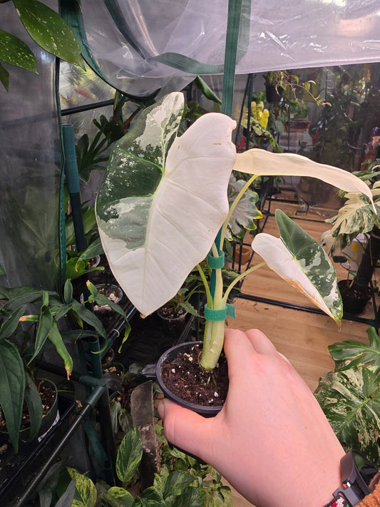 Alocasia ‘Frydek’ Variegated – Rare Velvet Aroid | 2″ Pot