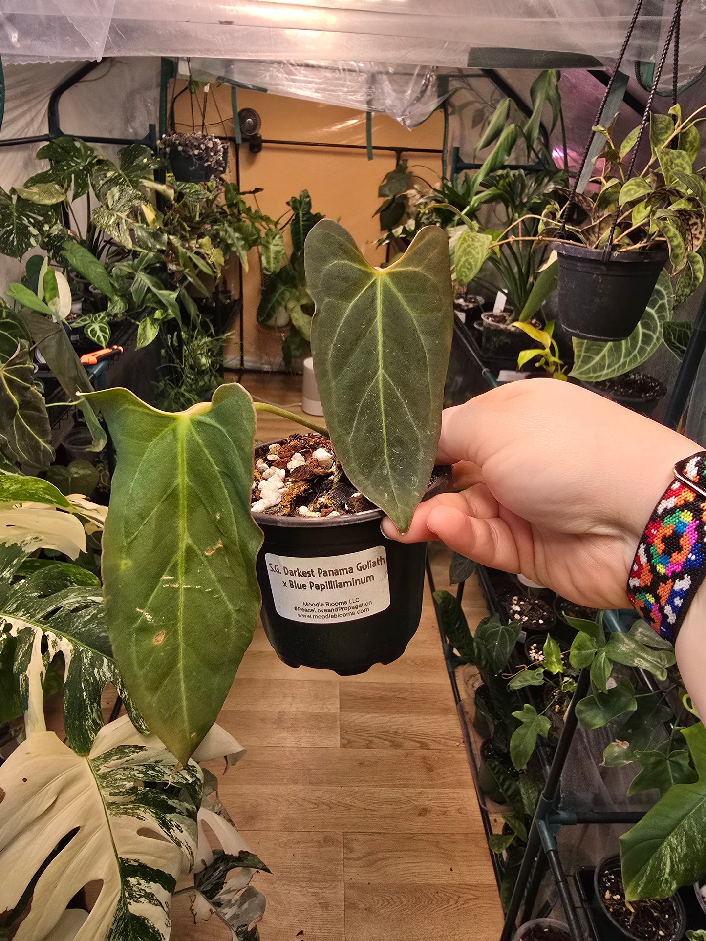 Anthurium Darkest Panama Goliath × Blue papillaminum – Rare Hybrid Anthurium | 3″ Pot