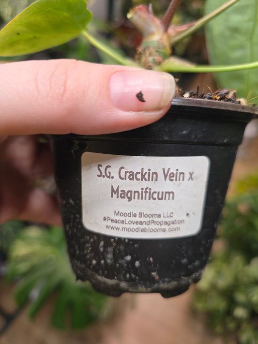 Anthurium Crackin Veins × magnificum – Rare Velvet Hybrid Anthurium | 3″ Pot