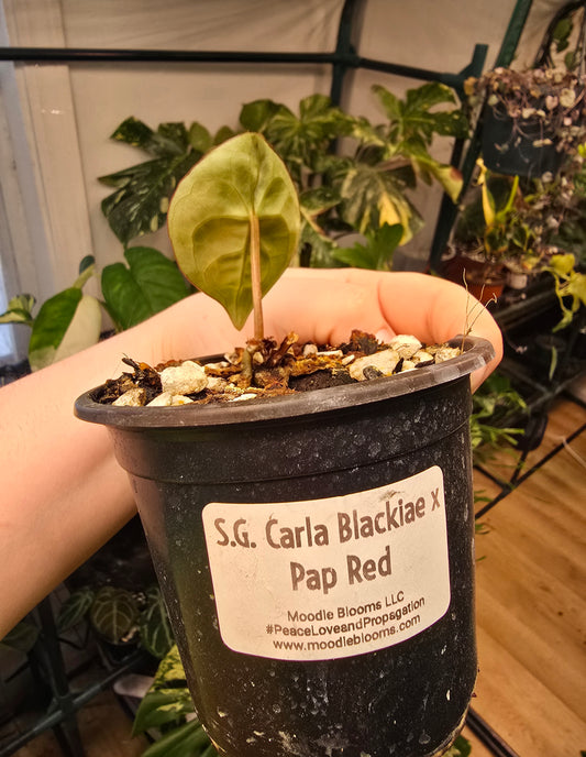 Anthurium Carla Blackiae × Pap Red – Rare Hybrid Anthurium | 3″ Pot