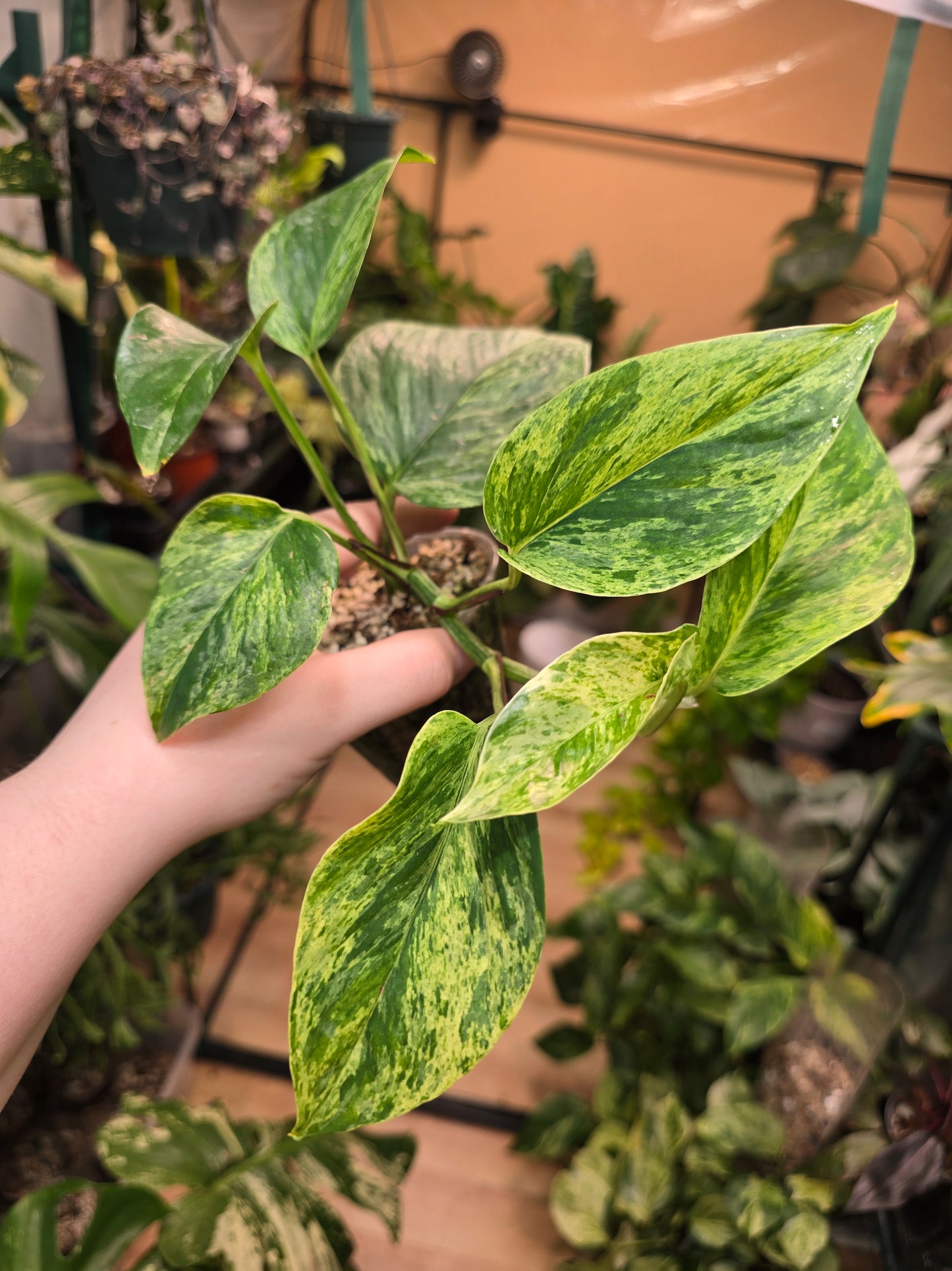 Marble Queen Pothos – Variegated Easy-Care Vine | 2″ Pot (Moodie Propagation)