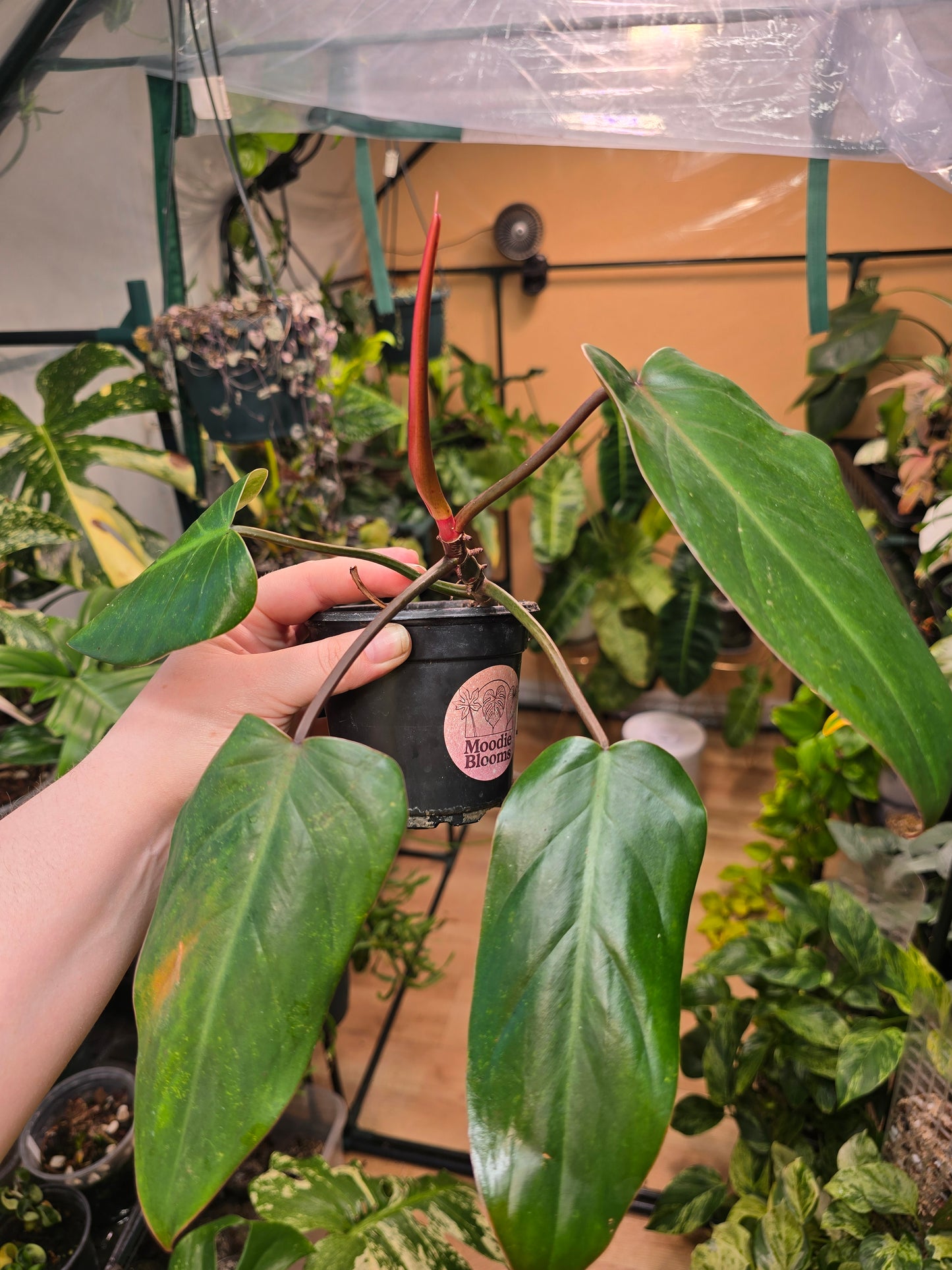Philodendron ‘Red Emerald’ – Climbing Aroid | 3″ Pot (Moodie Propagation)