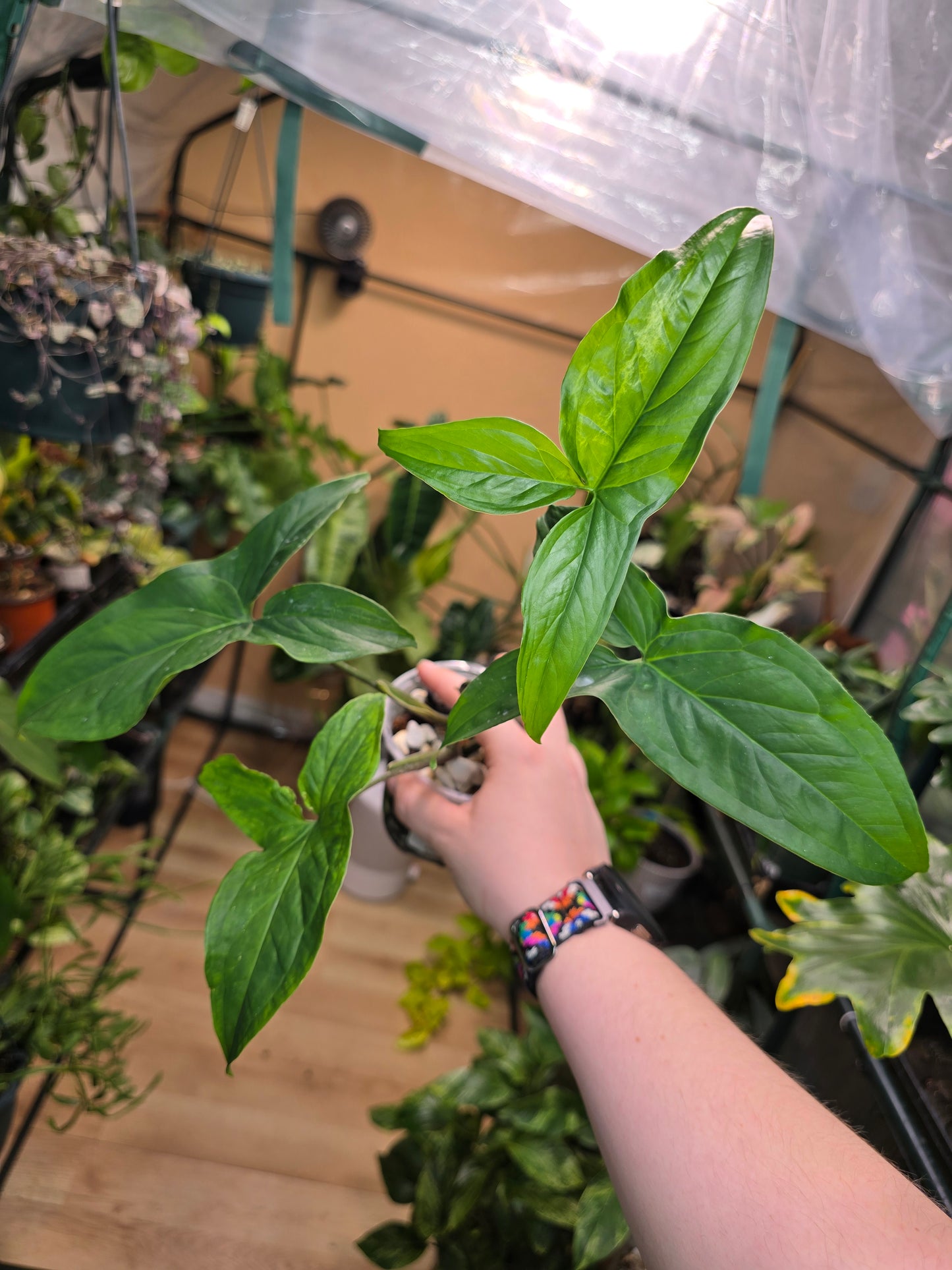 Syngonium Albo Propagation – Starter Plant | 2″ Pot (Moodie Propagation)