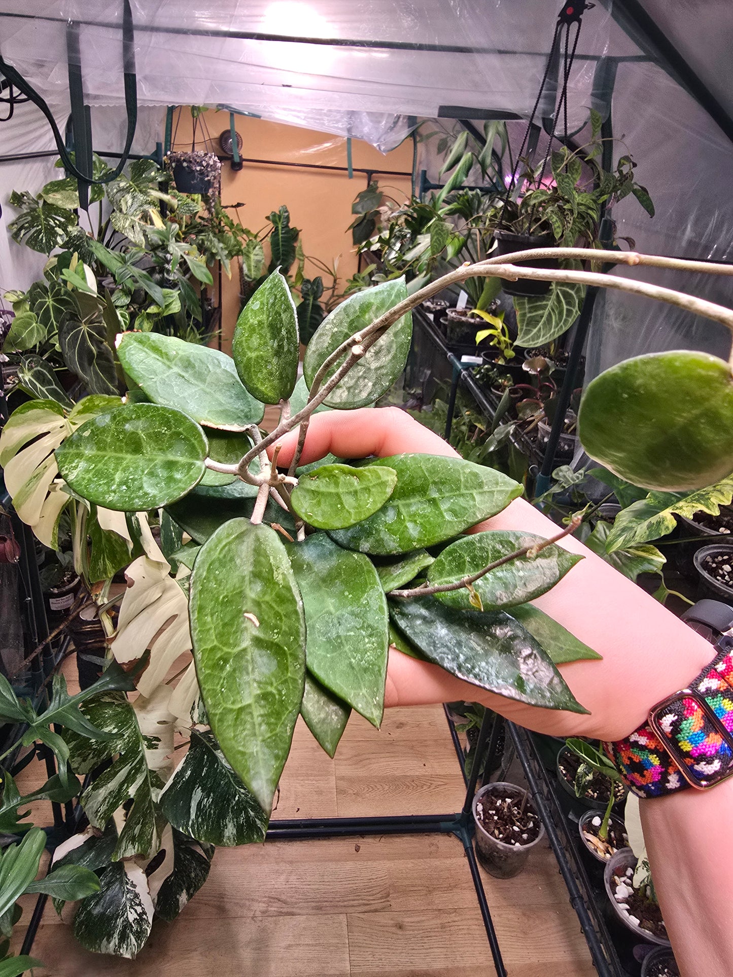 Hoya ‘Black Margin’ – Dark-Edged Trailing Wax Plant | 3″ Pot