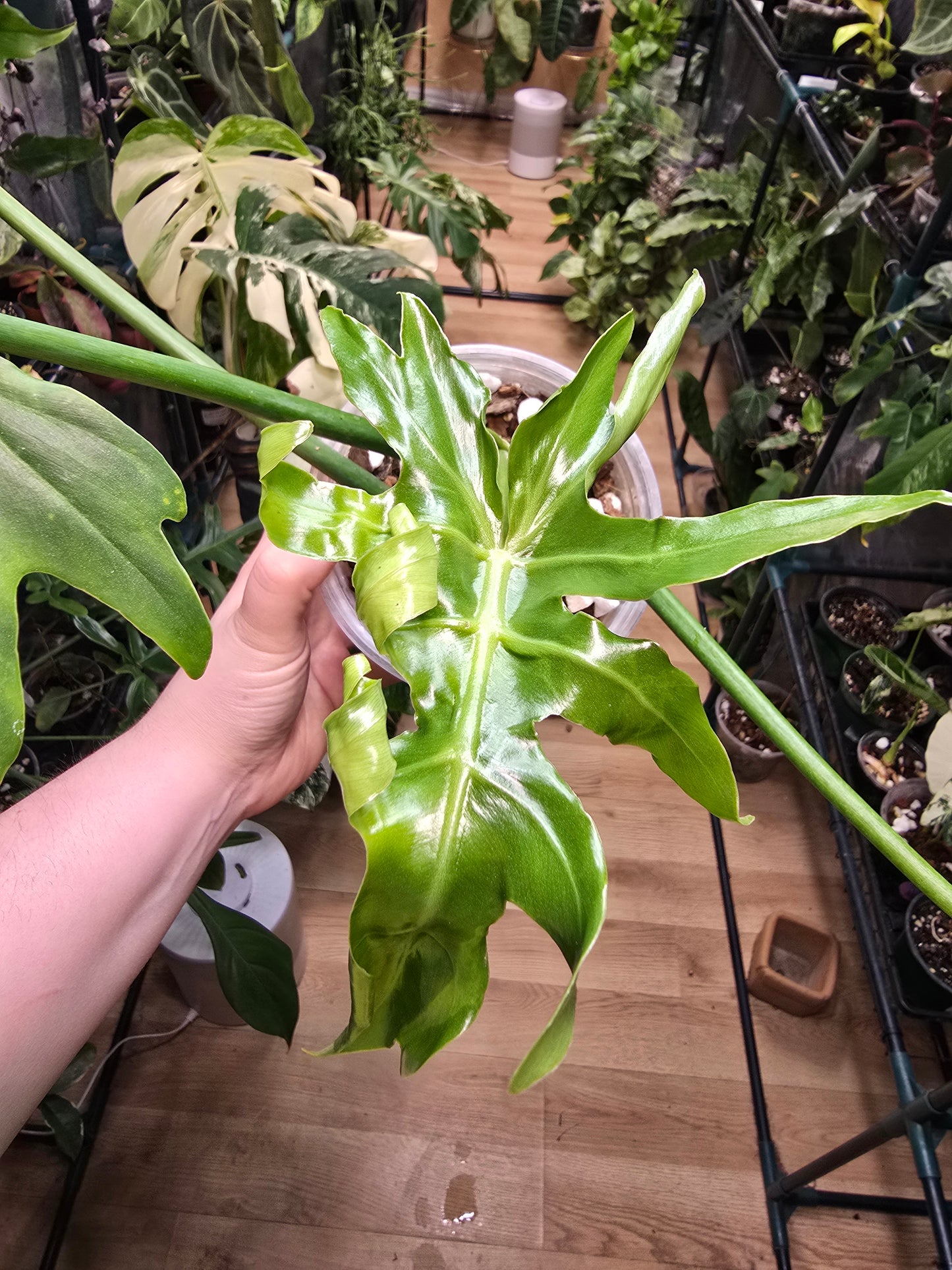 Philodendron radiatum Propagation – Collector Starter Plant | 4″ Pot (Moodie Propagation)