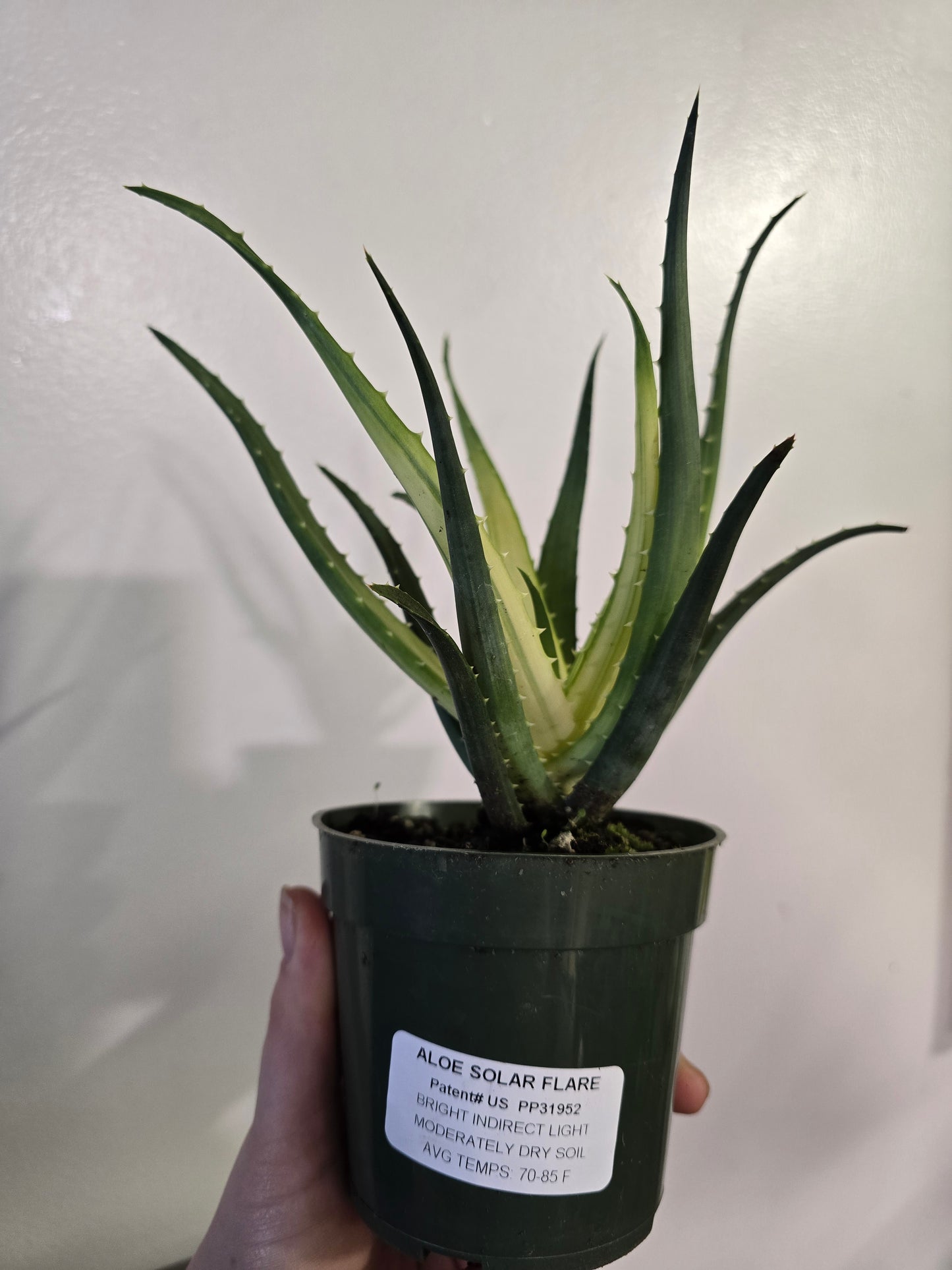 Aloe ‘Solar Flare’ – Colorful Collector Aloe | 3″ Pot