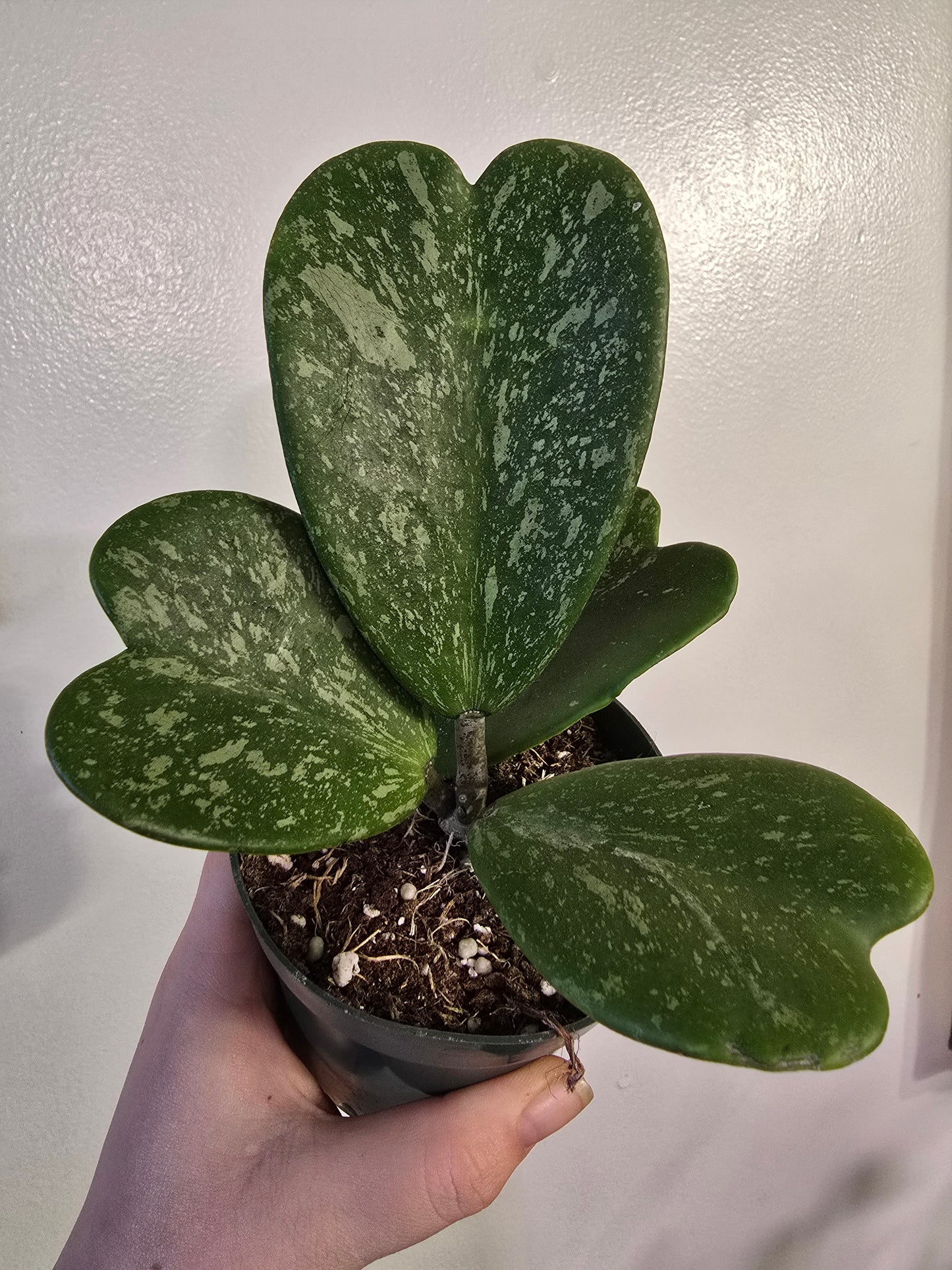 Hoya kerrii – Sweetheart Wax Plant | 3″ Pot