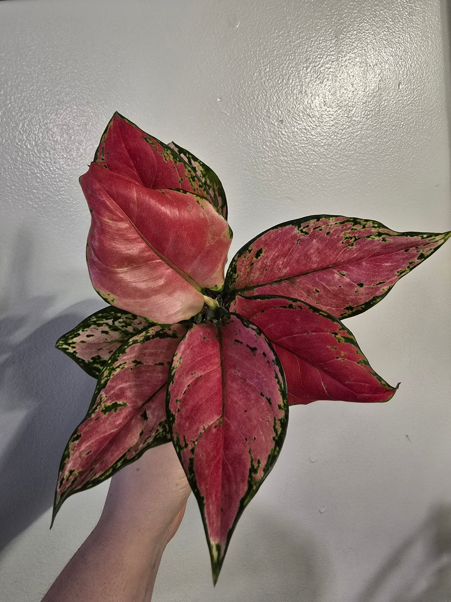 Pink Aglaonema ā Colorful Chinese Evergreen | 3ā³ Pot