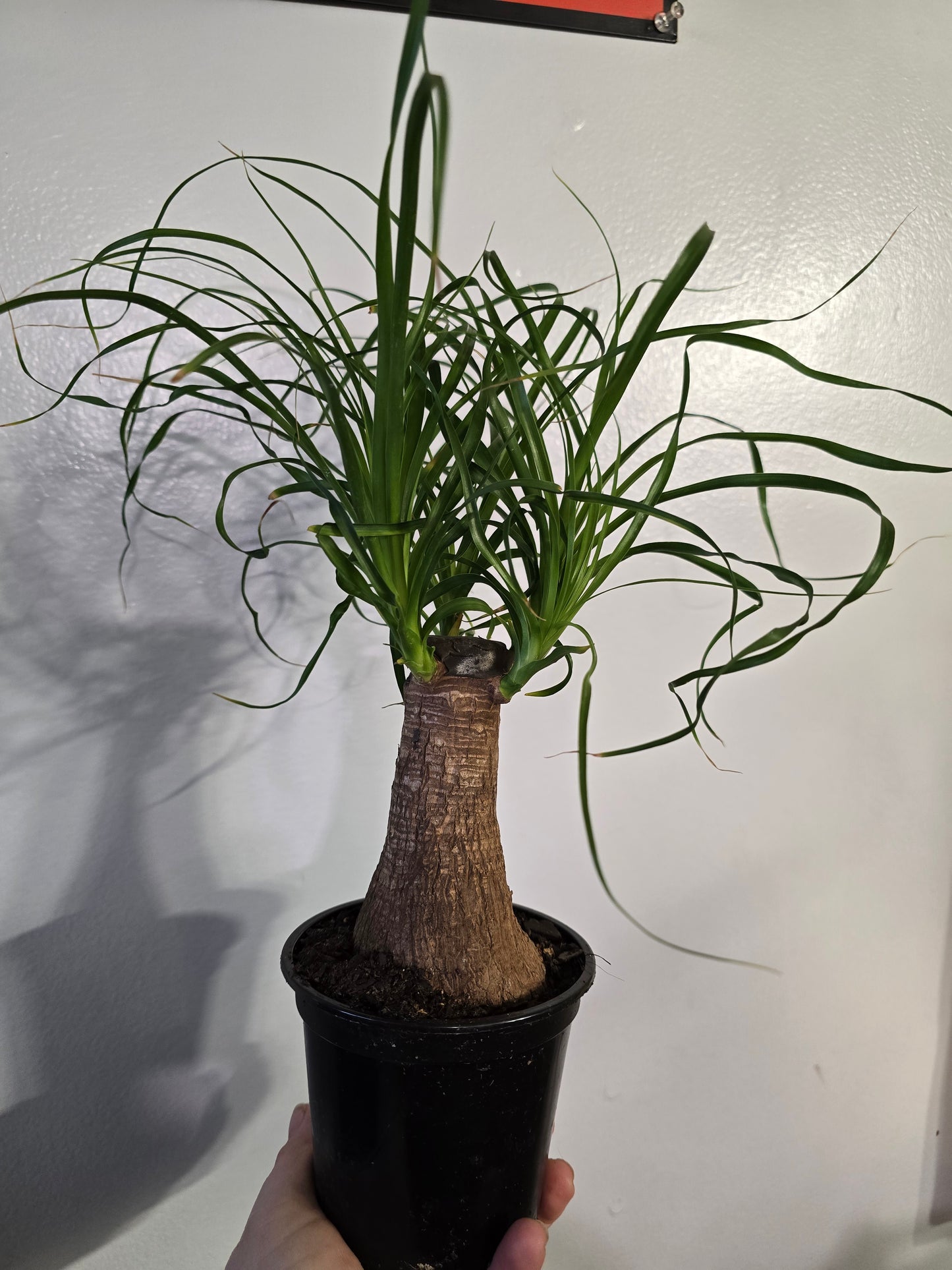 Ponytail Palm – Caudex Houseplant | 3″ Pot