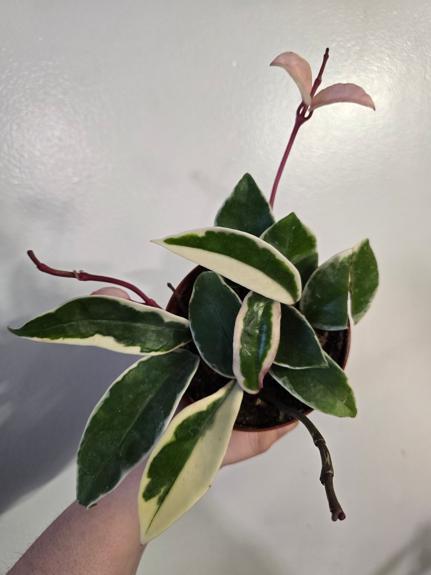 Hoya ‘Krimson Princess’ – Variegated Wax Plant | 3″ Pot