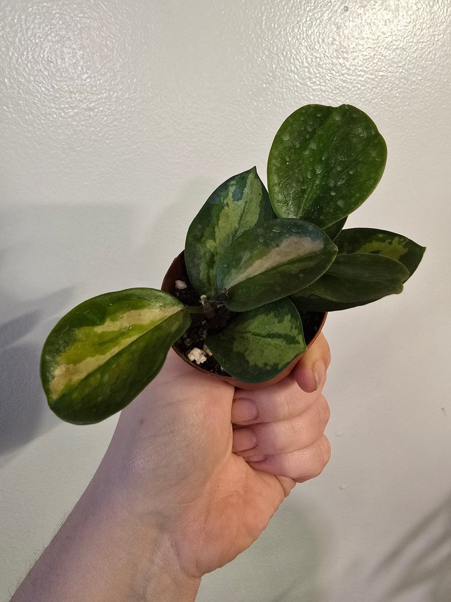 Hoya australis ‘Lisa’ – Variegated Wax Plant | 1″ Pot