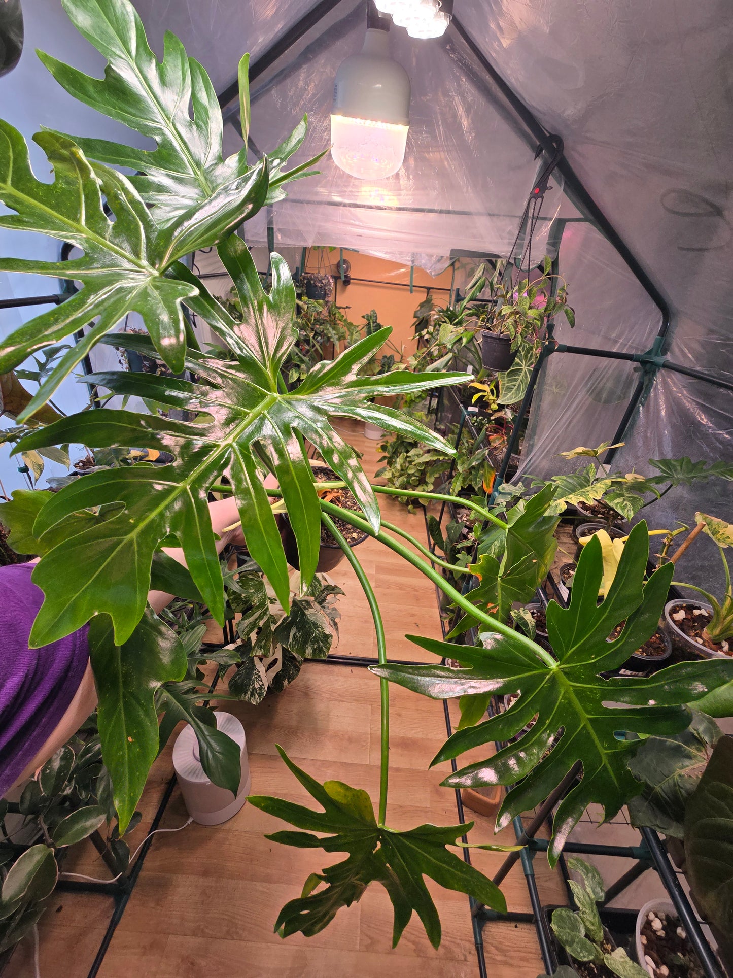 Philodendron radiatum – Sculptural Climbing Aroid | 6″ Pot
