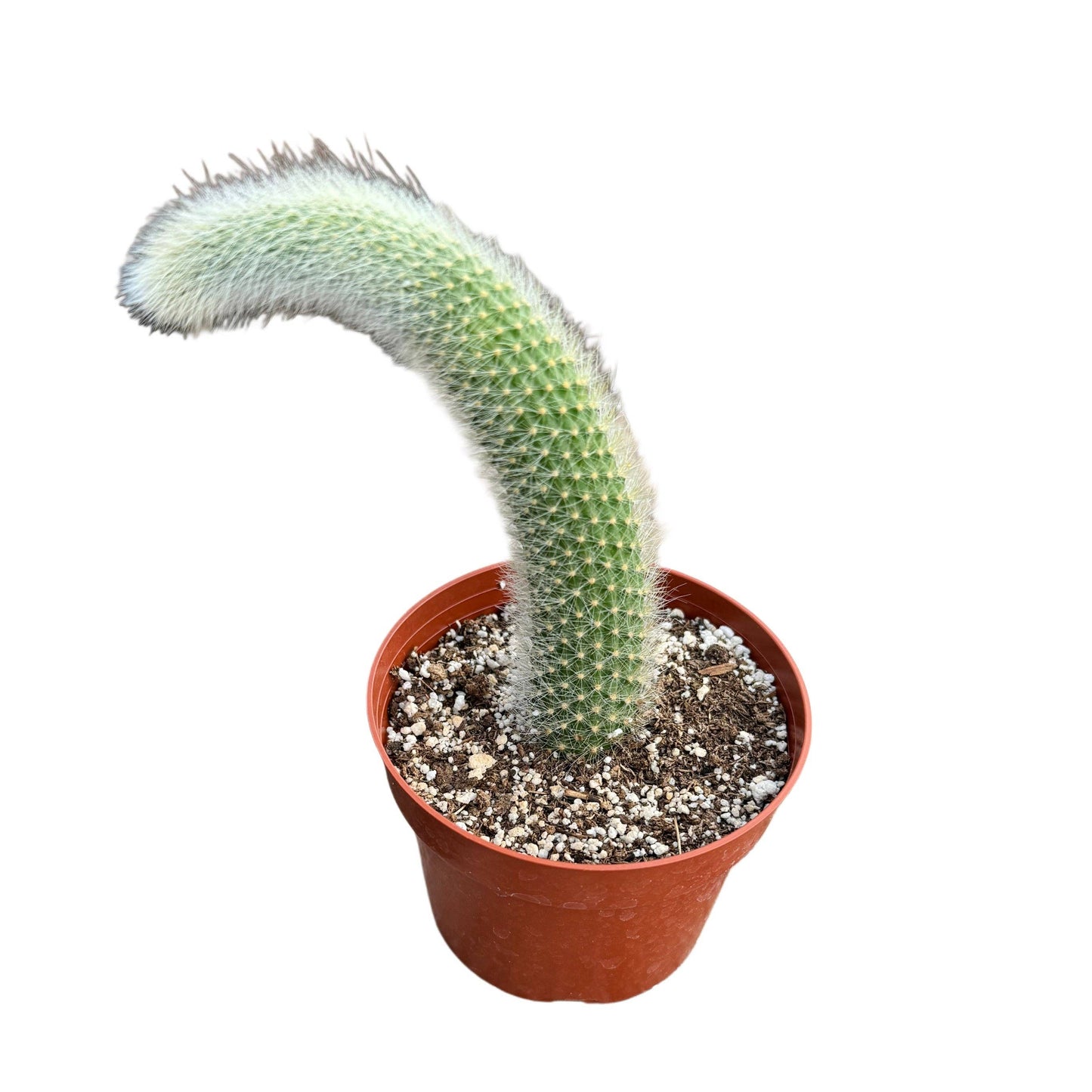 Monkey Tail Cactus | 4 inch | Cleistocactus colademononis