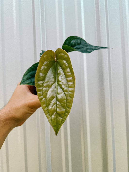 4" Anthurium 'Radicans x Luxurians'