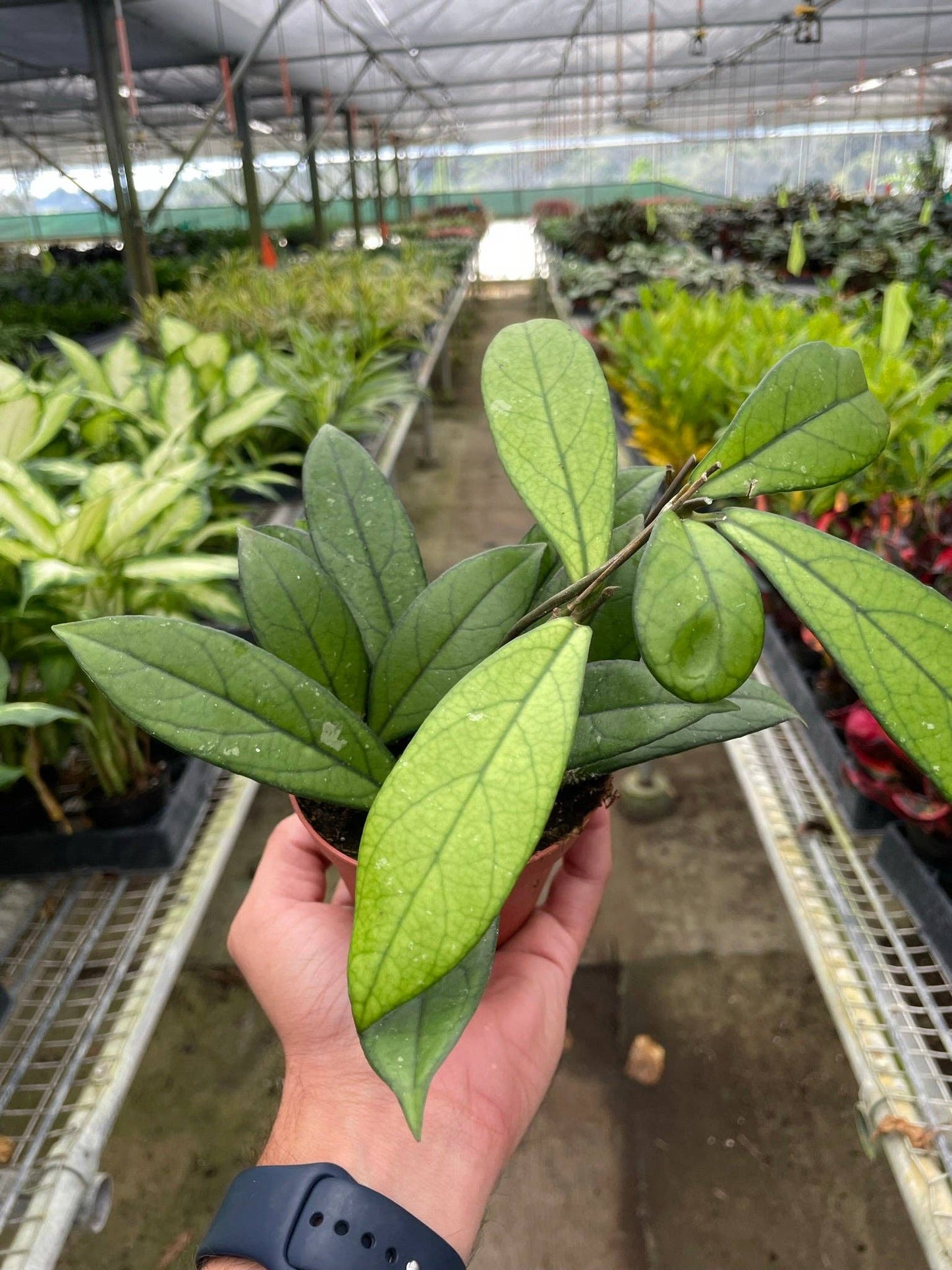 Hoya 'Crassipetiolata Splash'
