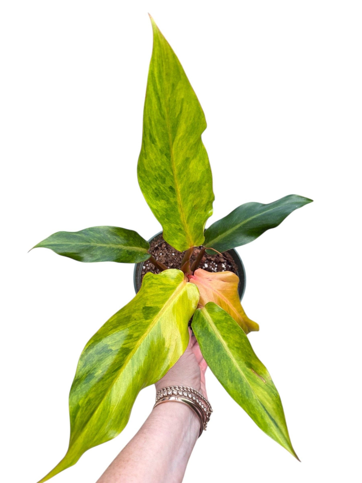 Philodendron Orange Marmalade