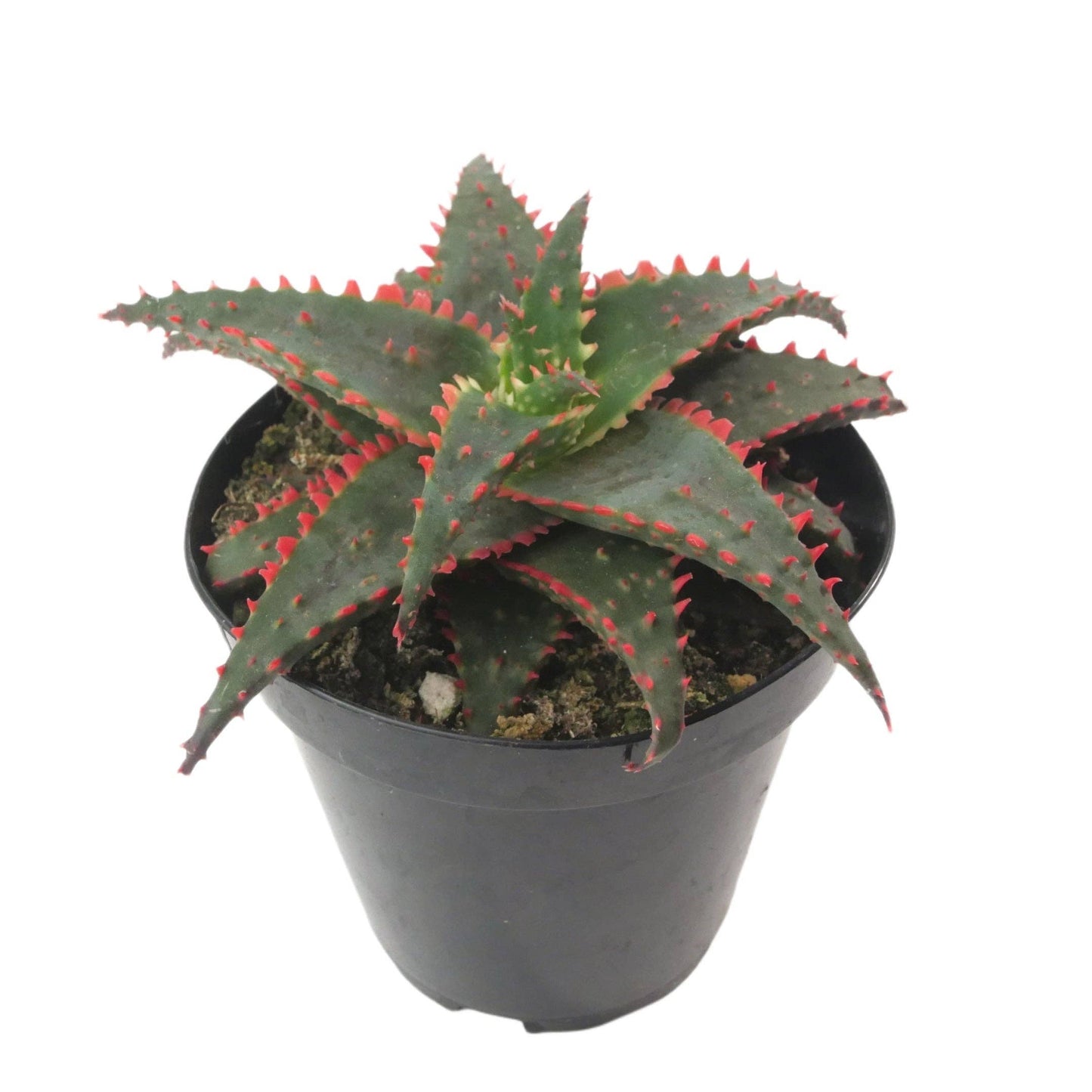 Aloe Christmas Sleigh | 3.5 inch | Star Aloe Hybrid