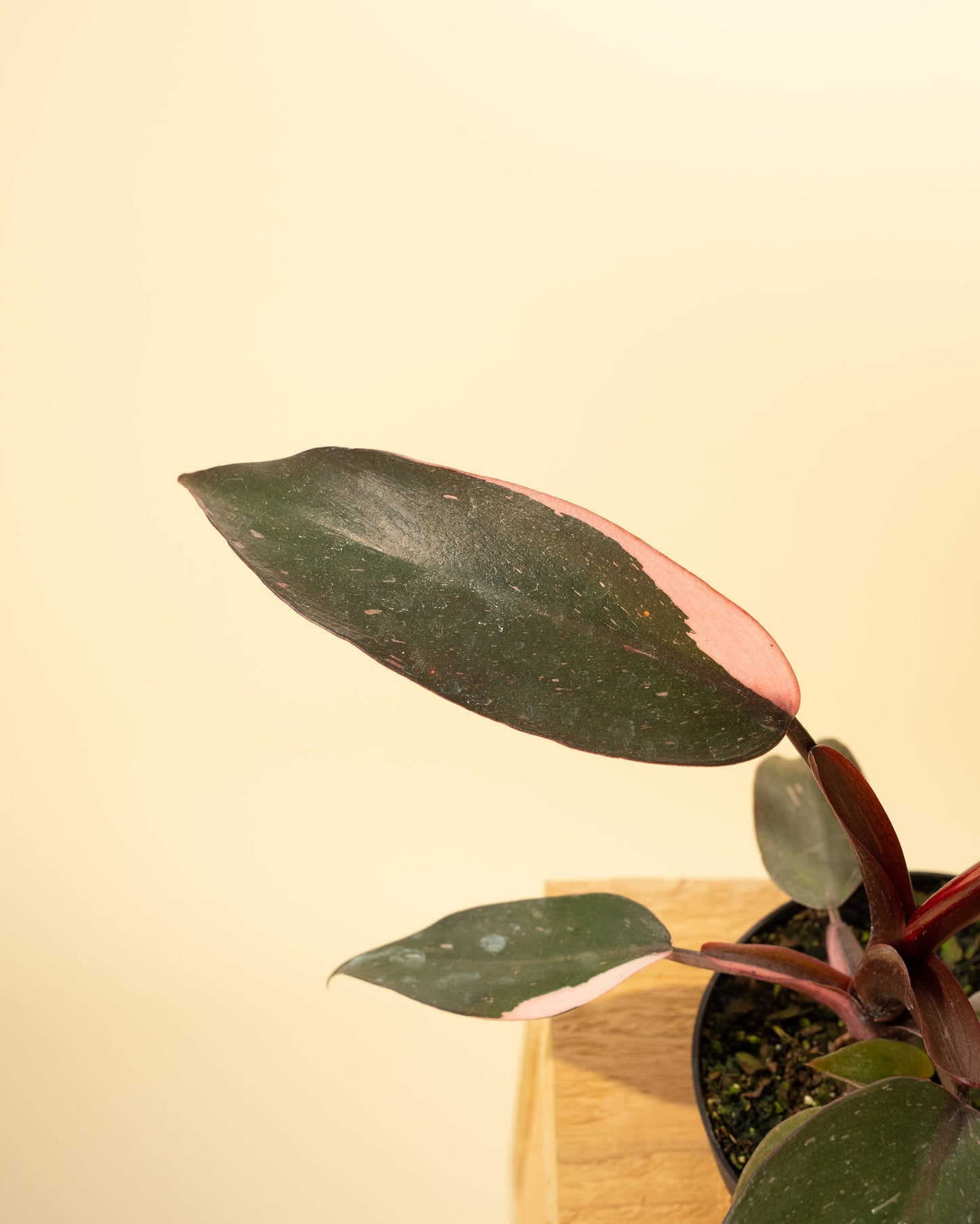 4" Philodendron 'Pink Princess Galaxy Marble'