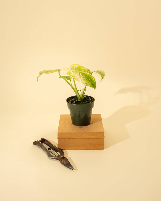 3.5" Monstera 'Mint'