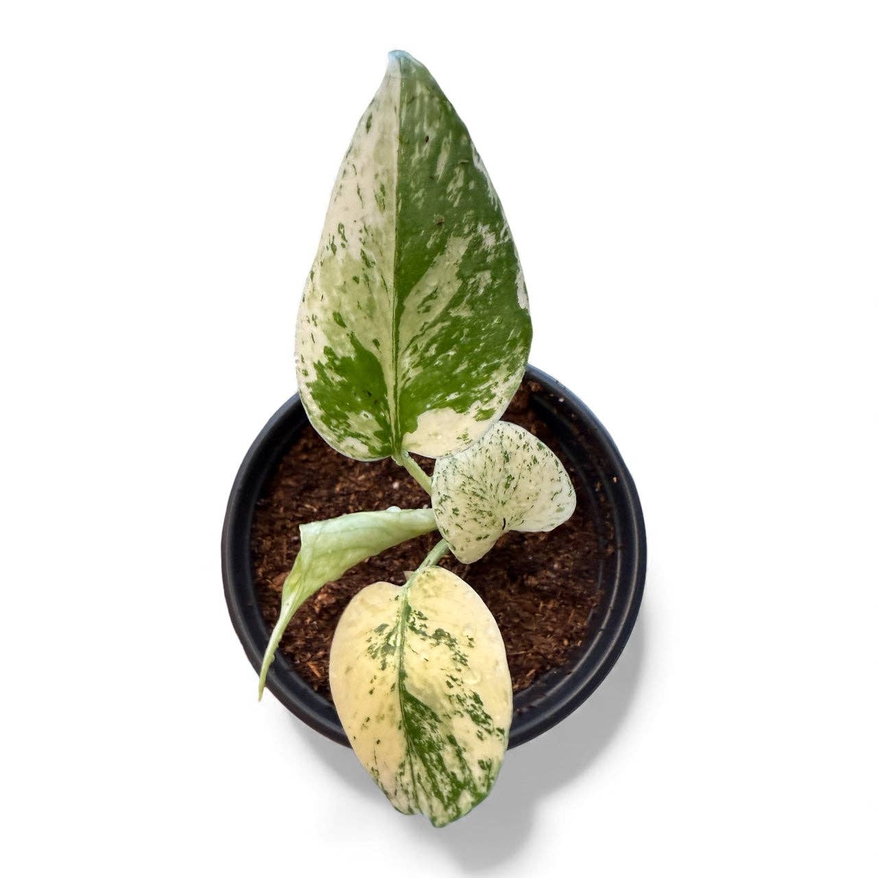 Monstera Creme Burlee - Variegated