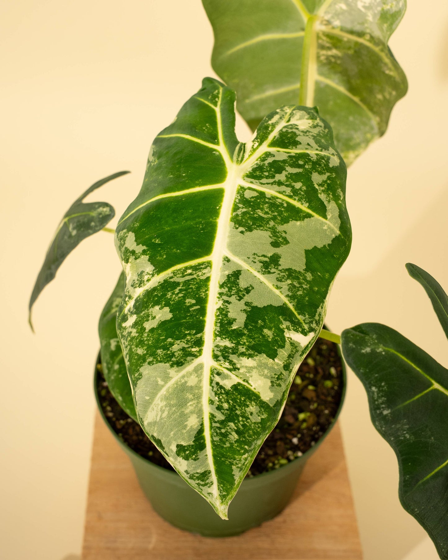 6" Variegated Alocasia 'Frydek'