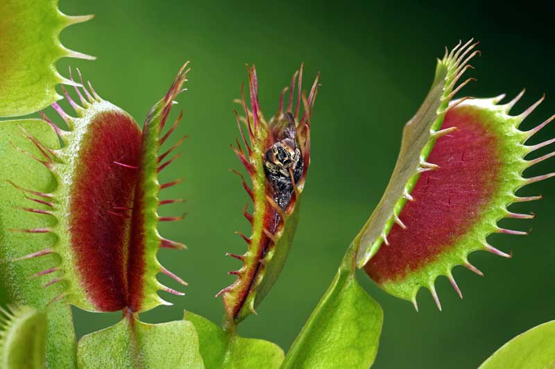 Dionaea Muscipula (Venus Fly Trap)
