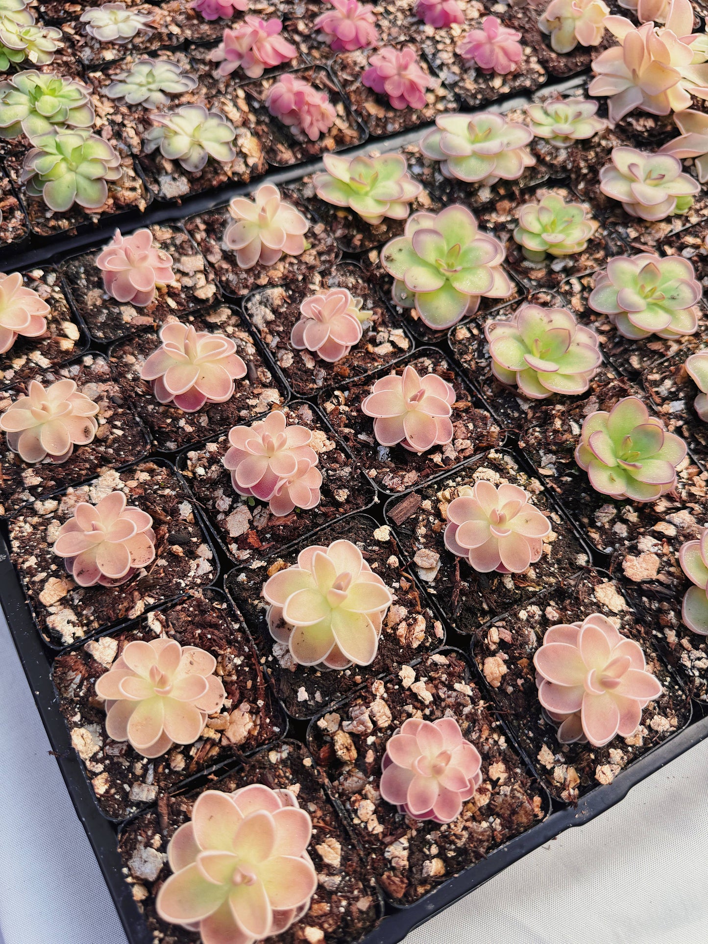 Pinguicula (Butterwort) Carnivorous Plant