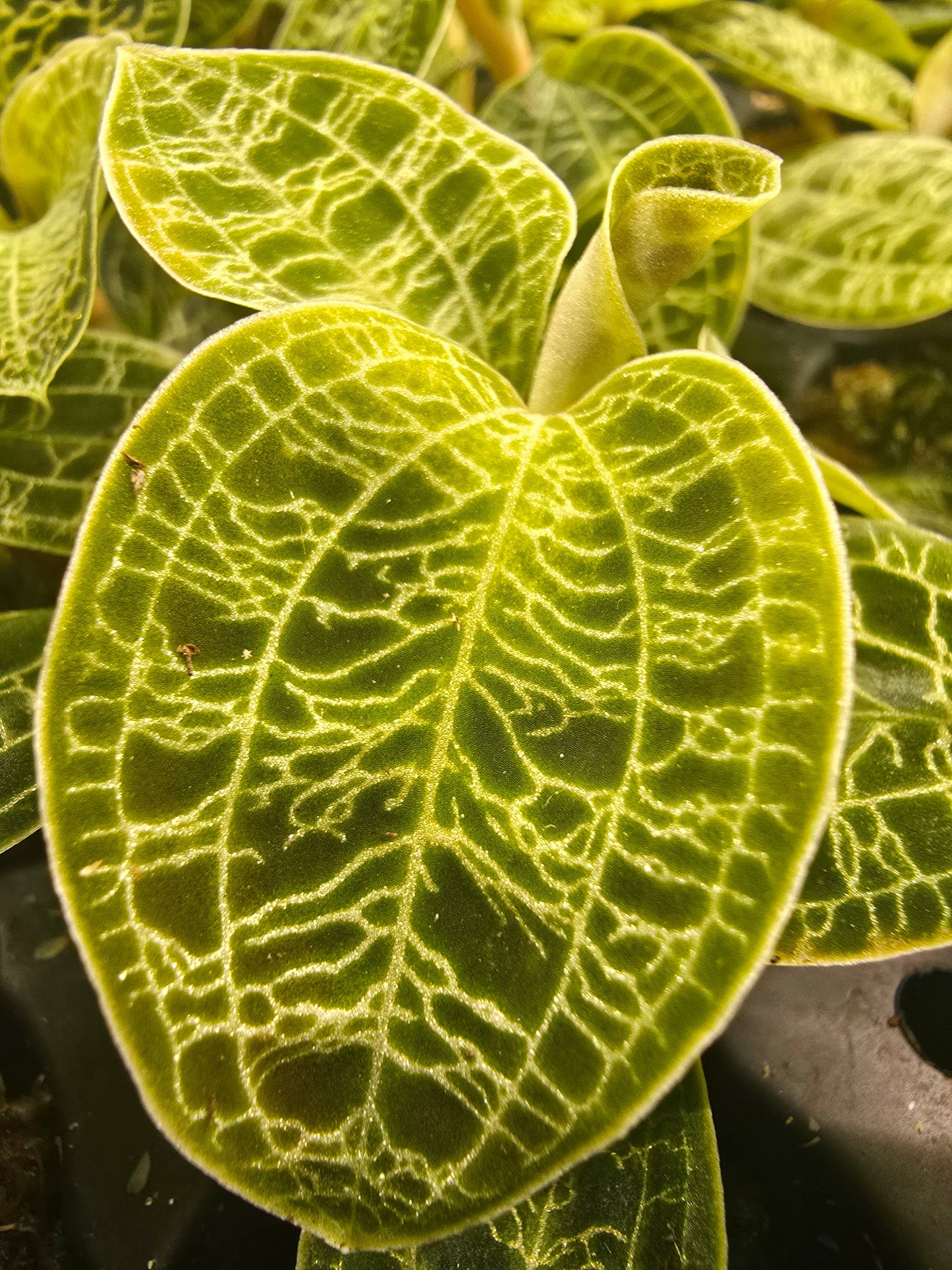 Jewel Orchid. Macodes Petola.