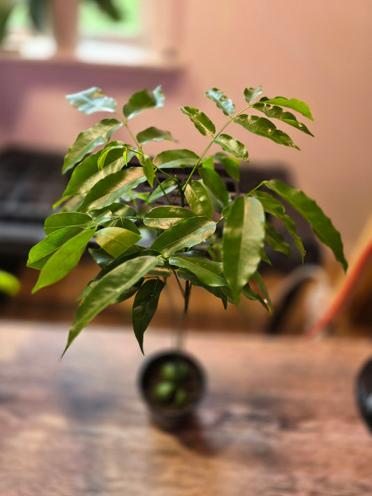 Castanospermum Australe Lucky
Bean