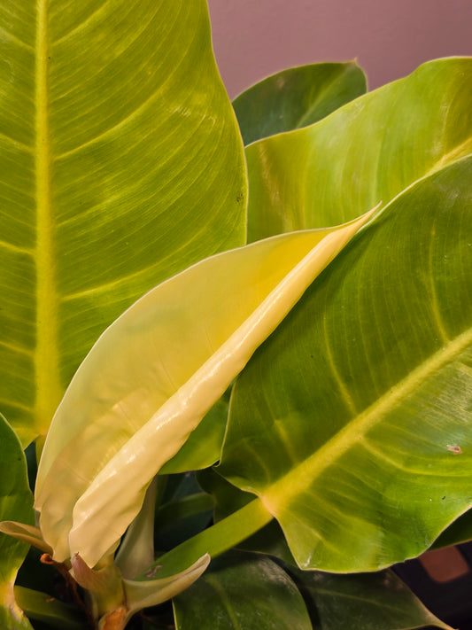 Philodendron Moonlight