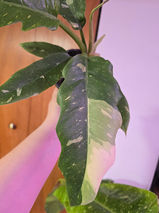 Ring of Fire Philodendron