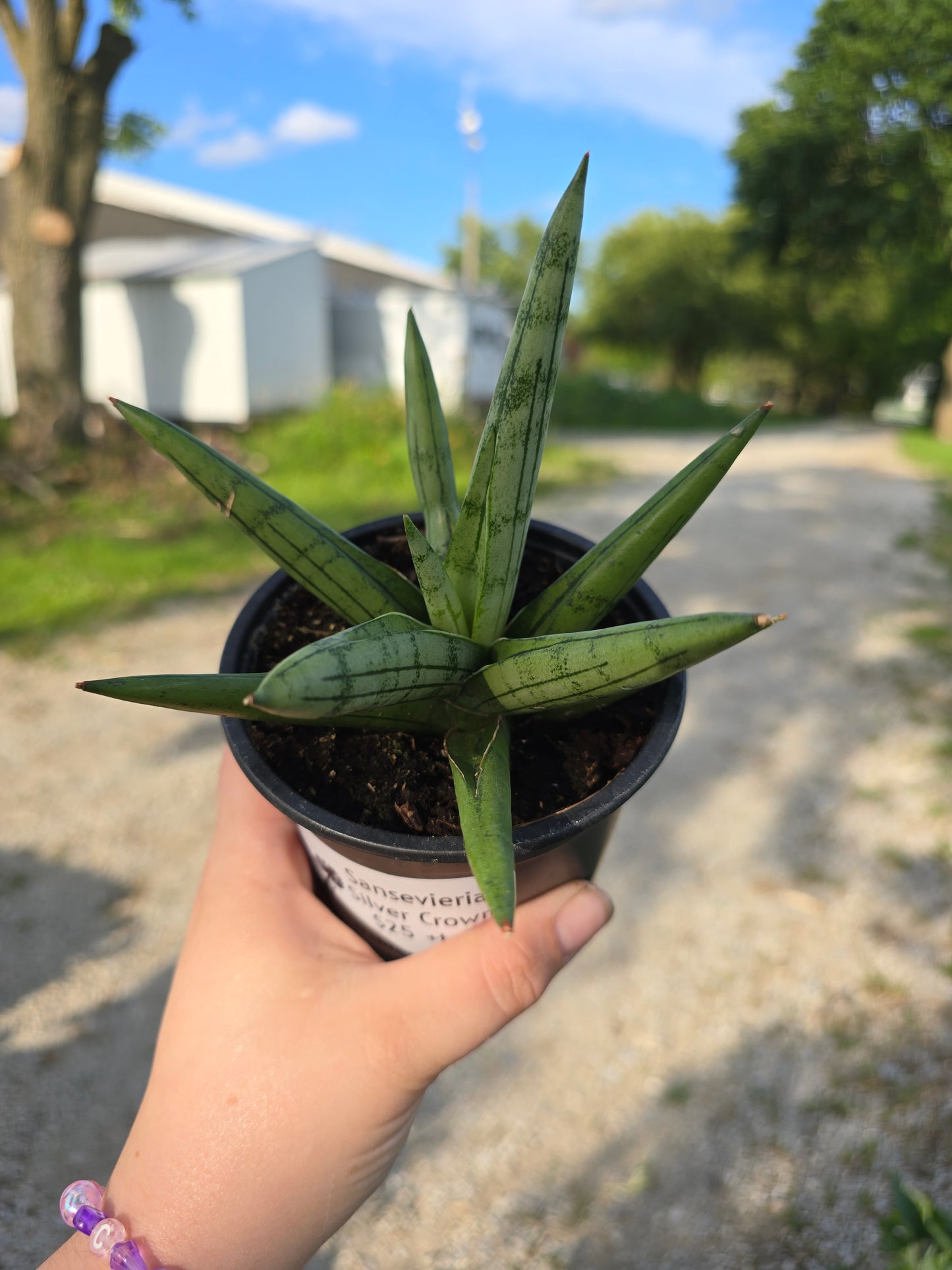 Sansevieria Silver Crown