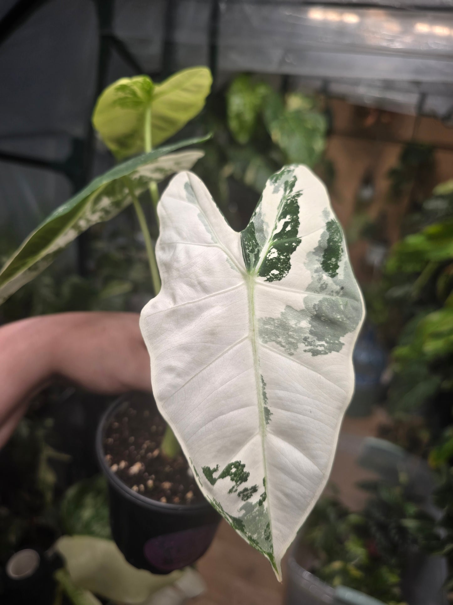 Variegated Alocasia Frydek (a)