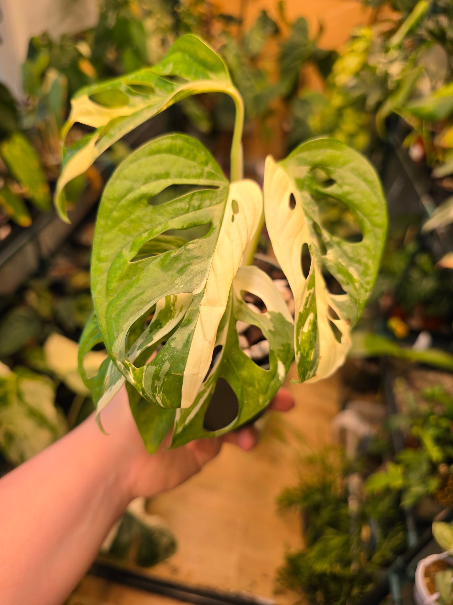 Philodendron Monstera Swiss Cheese Adosonii Variegated