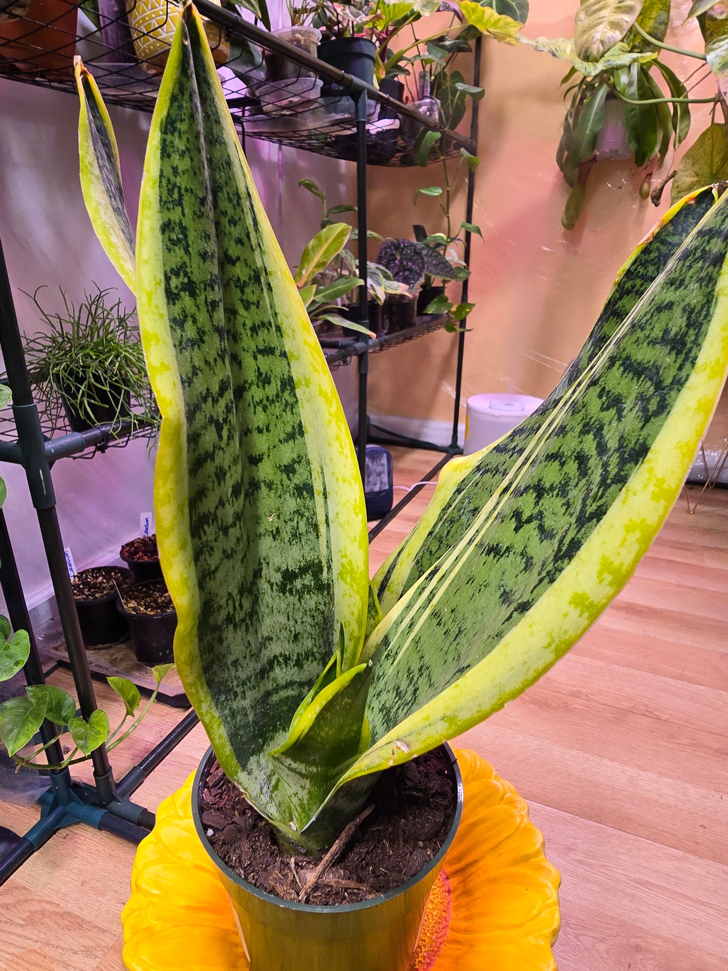 Sansevieria Laurentii